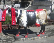 Foto mit Vereinsschal in Belgrad